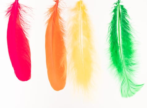 Red, orange, yellow and green feathers on white background