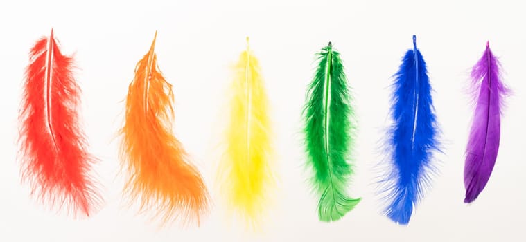 Feathers in LGBT rainbow colors