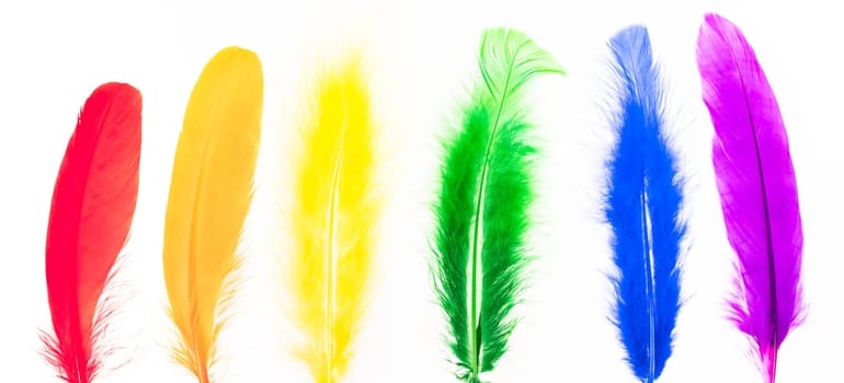 Feathers in LGBT rainbow colors