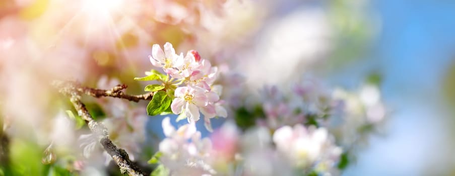 Blooming apple tree in spring in the garden. Blossoming branches of the fruit wood on the background of the blue sky.