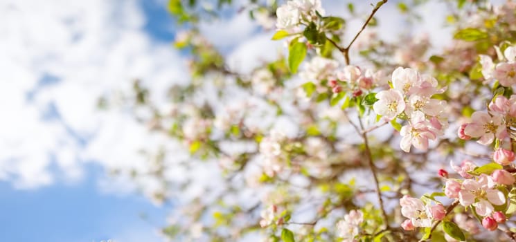 Blooming apple tree in spring in the garden. Blossoming branches of the fruit wood on the background of the blue sky.