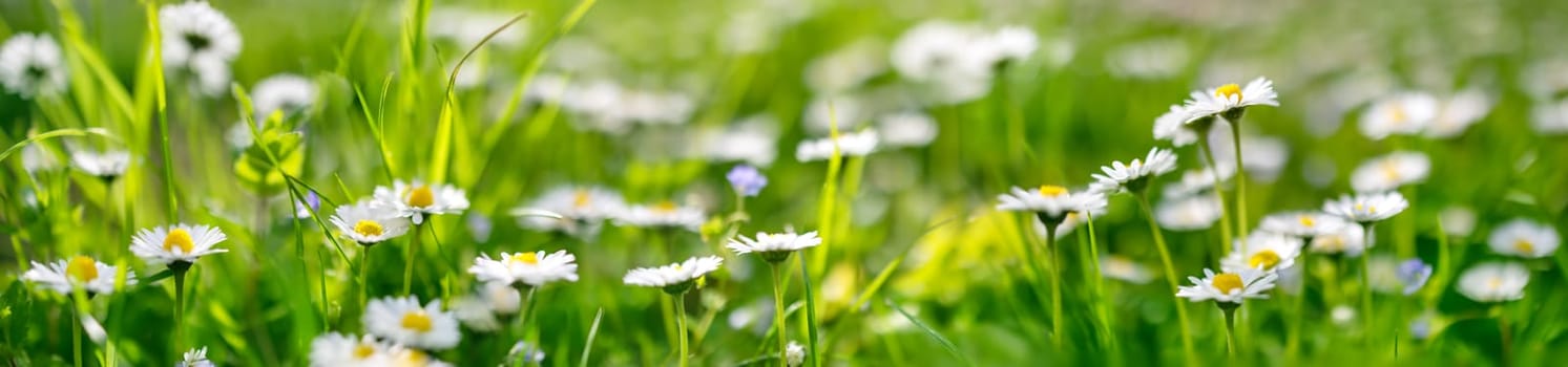 Panoramic view of the blooming daisies on the spring field. Beautiful background.
