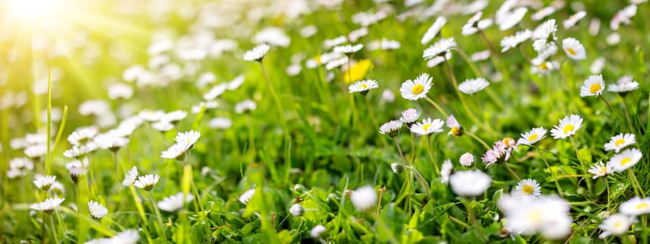 Panoramic view of the blooming daisies on the spring field. Beautiful background.