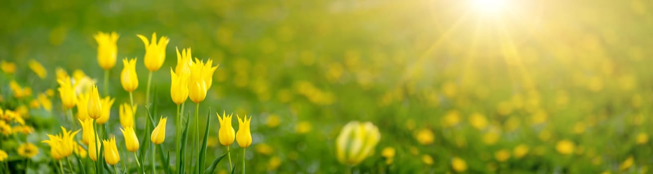 Meadow with yellow blooming tulips in springtime. Defocused background. Panoramic view.