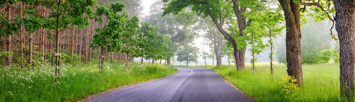 Panoramic view of the curving asphalt road in foggy natural park. Beautiful misty background.