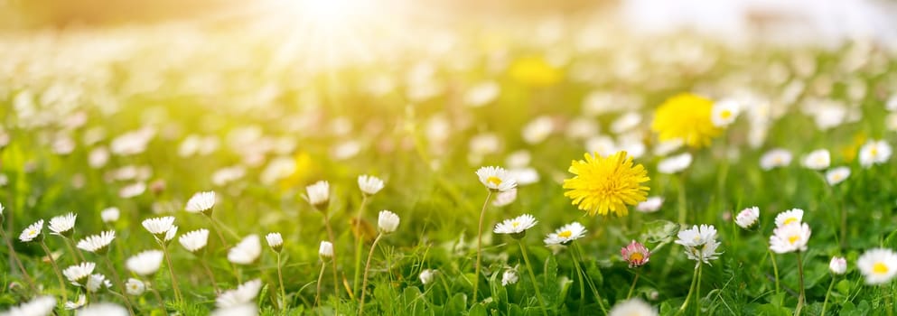 Meadow with lots of white and pink spring daisy flowers and yellow dandelions in the morning. Nature floral background in early summer with fresh green grass.