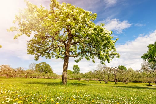 Beautiful pear tree blossoming in the natural park in springtime. Sunny day in spring.