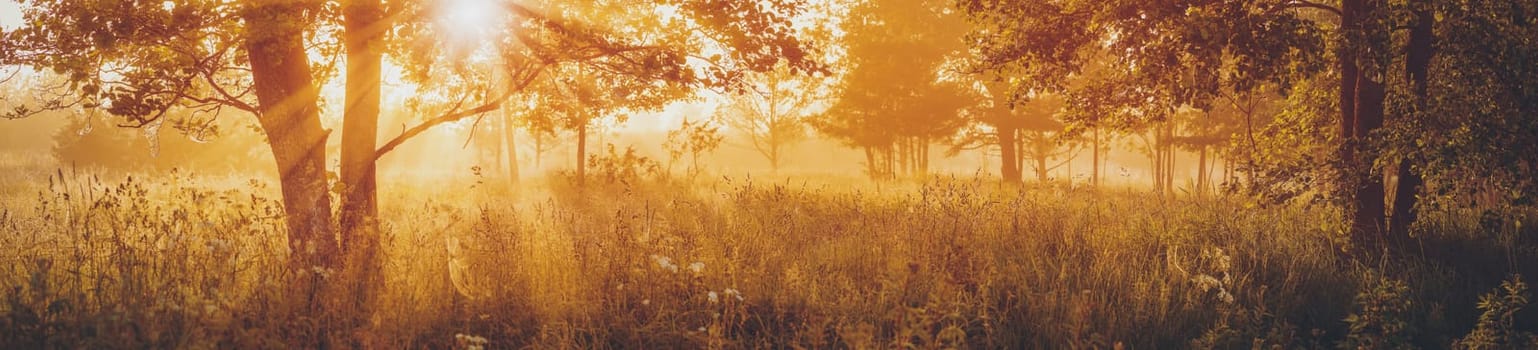 Sunrise in the morning in foggy illuminated woodland. Panoramic natural background.