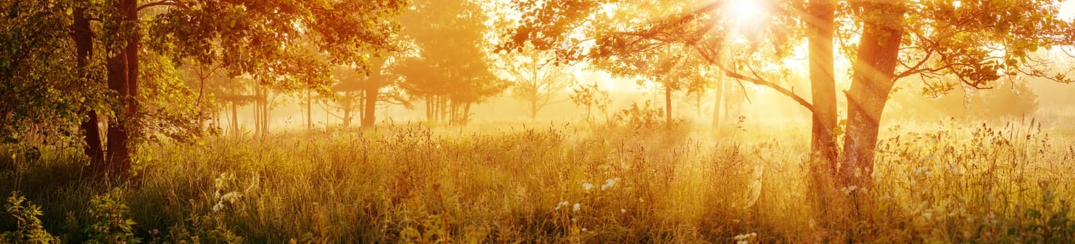 Sunrise in the morning in foggy illuminated woodland. Panoramic natural background.