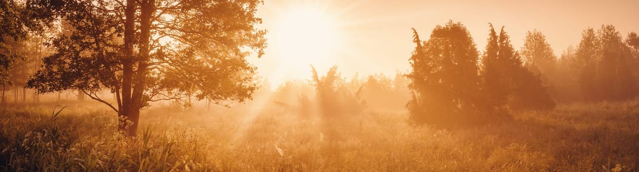 Sunrise in the morning in foggy illuminated woodland. Panoramic natural background.