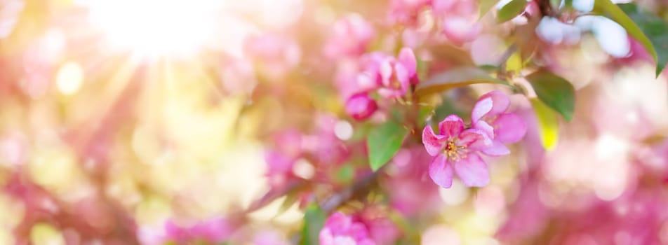 Closeup view of the cherry branches with blooming pink flowers and young green foliage. Spring background.