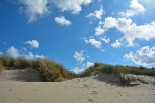 Beach oat in the sandy dunes on the North Sea coast in the Netherlands on Zeeland on the island Schouwen-Duiveland