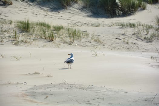 A seabird in the sandy dunes with beach oat