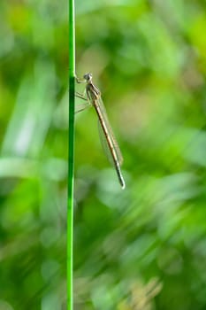 Common feather dragonfly ( Platycnemis pennipes ) female, on a blade of grass
