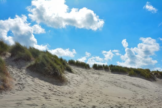 Beach oat in the sandy dunes on the North Sea coast in the Netherlands on Zeeland on the island Schouwen-Duiveland
