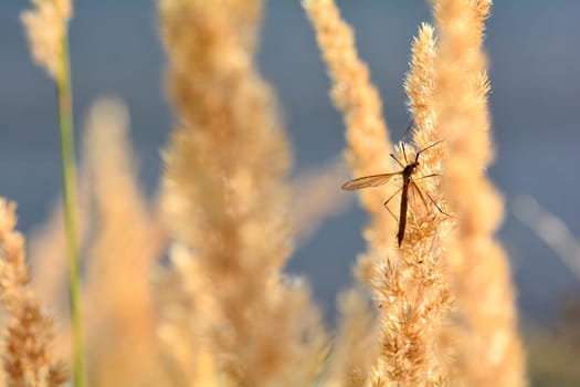 Big cranefly ( Tipulidae ) in the sunlight on a plant