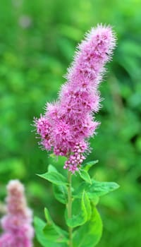 astilbe flowers, spirea, inflorescence of pink fluffy flowers