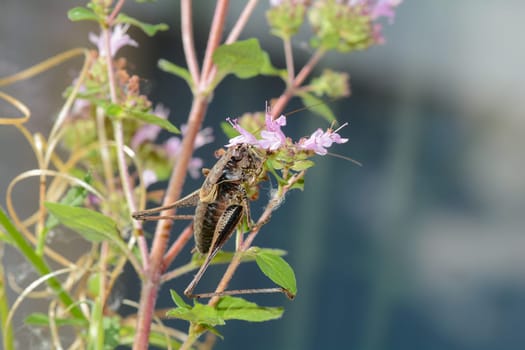 Common bush cricket ( Pholidoptera griseoaptera ) on a plant