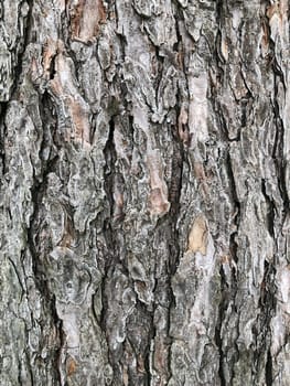 texture pine bark of old tree, abstract background