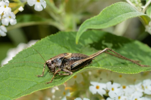 Common bush cricket ( Pholidoptera griseoaptera ) on a green leaf in the nature