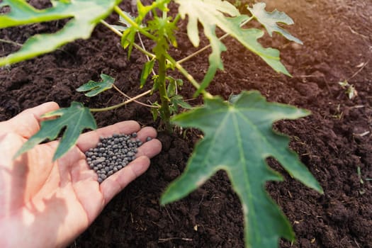 Gardener applying fertilizer plant food to soil for vegetable garden. Agriculture industry, development, economy and Investment growth concept.