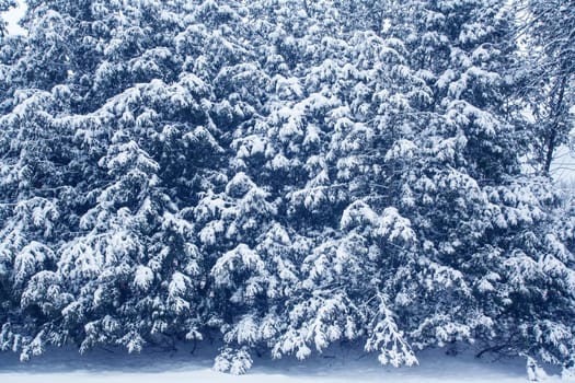 Snow on Cedar trees.