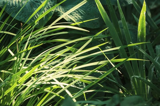 Garden Detail