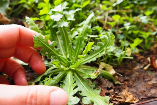 Limonium sinuatum, or Statice, Wavyleaf Sea Lavender, herbaceous perennial or annual from Mediterranean. Planting a plant in the ground. Dropping seedlings into the soil or flower box. Women's fingers
