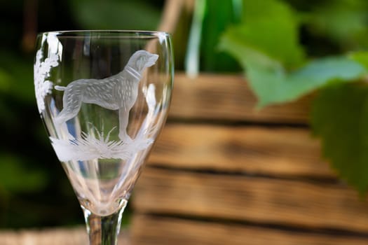 Wine glass with a sandblasted dog with a box for wine and a vine against a background of greenery, copy space