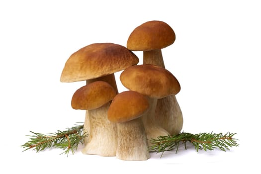 Brown boletus mushrooms isolated on white background.