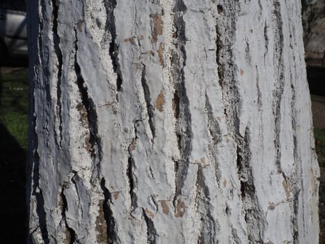 White trunk of a fruit tree. Protection of the tree from insects - pests. Walnut tree without leaves. Agricultural and horticultural work in the spring. White paint on the bark