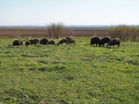 A herd of rams in the field. Ruminants graze in the meadow. Sheep and rams are bred to the grass. Farming and animal husbandry in Serbia. Brown or black sheep breed. Animals for wool production.