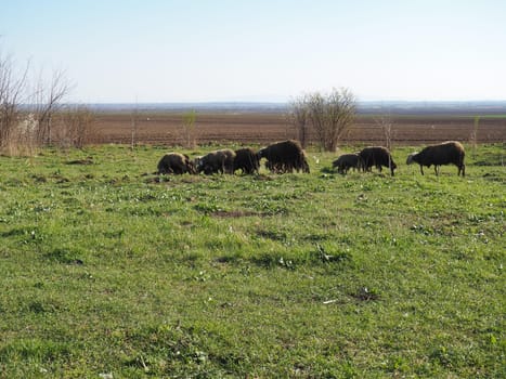 A herd of rams in the field. Ruminants graze in the meadow. Sheep and rams are bred to the grass. Farming and animal husbandry in Serbia. Brown or black sheep breed. Animals for wool production.