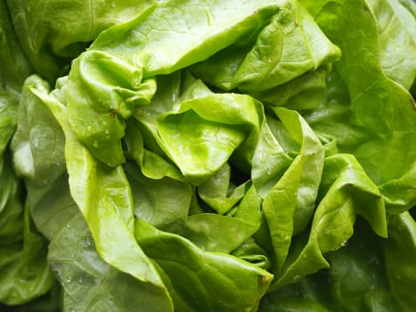 lettuce. An annual herb of the genus Lettuce of the Asteraceae family. Delicious fortified leaves. Green salad or side dish. Fresh herbs for healthy eating.