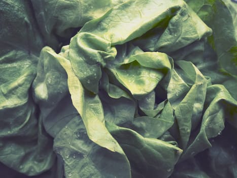 lettuce. An annual herb of the genus Lettuce of the Asteraceae family. Delicious fortified leaves. Green salad or side dish. Fresh herbs for healthy eating.