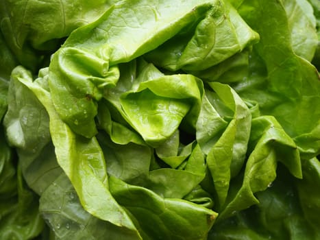 lettuce. An annual herb of the genus Lettuce of the Asteraceae family. Delicious fortified leaves. Green salad or side dish. Fresh herbs for healthy eating.