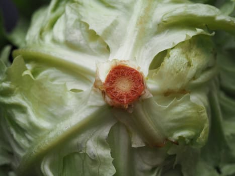 lettuce. An annual herb of the genus Lettuce of the Asteraceae family. Delicious fortified leaves. Green salad or side dish. Fresh herbs for healthy eating. Rotten stump.
