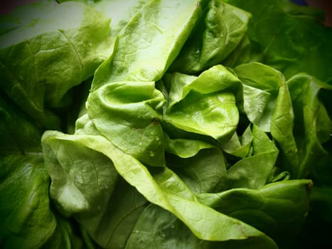 lettuce. An annual herb of the genus Lettuce of the Asteraceae family. Delicious fortified leaves. Green salad or side dish. Fresh herbs for healthy eating.