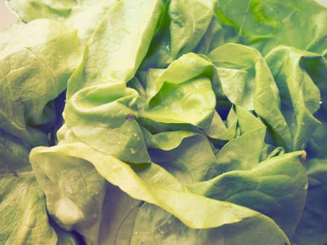 lettuce. An annual herb of the genus Lettuce of the Asteraceae family. Delicious fortified leaves. Green salad or side dish. Fresh herbs for healthy eating.
