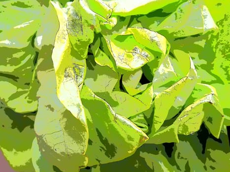 lettuce. An annual herb of the genus Lettuce of the Asteraceae family. Delicious fortified leaves. Green salad or side dish. Fresh herbs for healthy eating.
