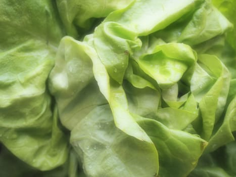 lettuce. An annual herb of the genus Lettuce of the Asteraceae family. Delicious fortified leaves. Green salad or side dish. Fresh herbs for healthy eating.