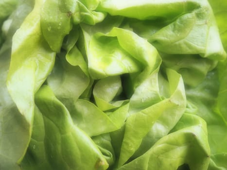 lettuce. An annual herb of the genus Lettuce of the Asteraceae family. Delicious fortified leaves. Green salad or side dish. Fresh herbs for healthy eating.