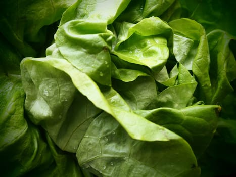 lettuce. An annual herb of the genus Lettuce of the Asteraceae family. Delicious fortified leaves. Green salad or side dish. Fresh herbs for healthy eating.