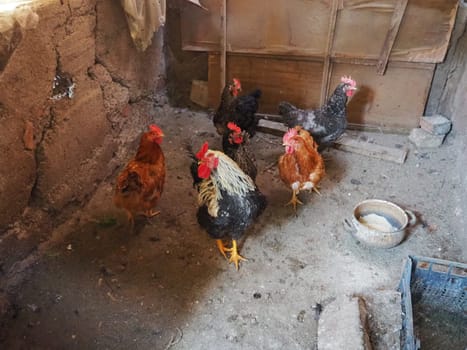 chicken in the barn. Chickens and roosters in a rustic ambience. Brown, variegated birds with red grims on their heads. Rural barn