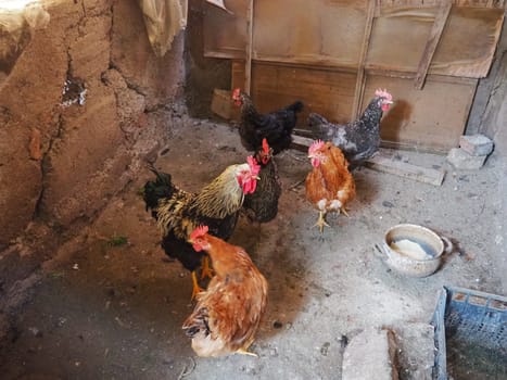 chicken in the barn. Chickens and roosters in a rustic ambience. Brown, variegated birds with red grims on their heads. Rural barn