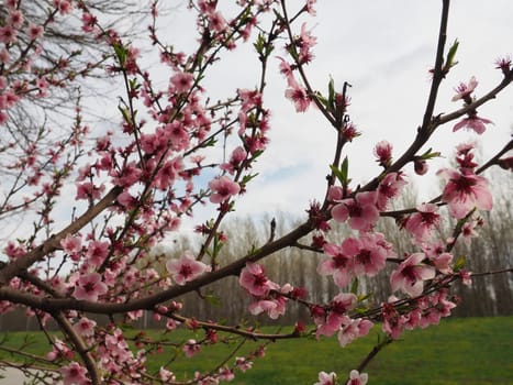 Apricot or peach branch with flowers in spring bloom. A buzzing bee is enjoying the lovely pink scenery. Pink purple spring flowers.