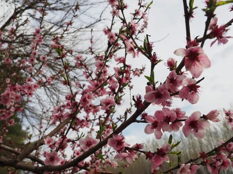 Apricot or peach branch with flowers in spring bloom. A buzzing bee is enjoying the lovely pink scenery. Pink purple spring flowers.
