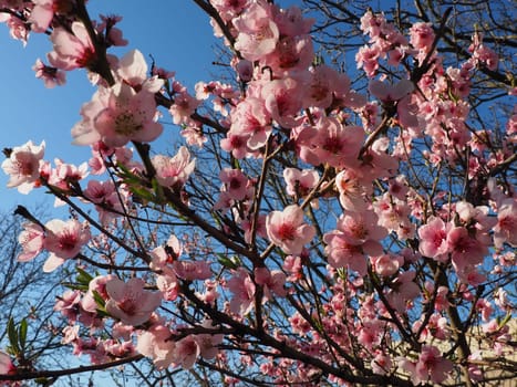 Apricot or peach branch with flowers in spring bloom. A buzzing bee is enjoying the lovely pink scenery. Pink purple spring flowers.