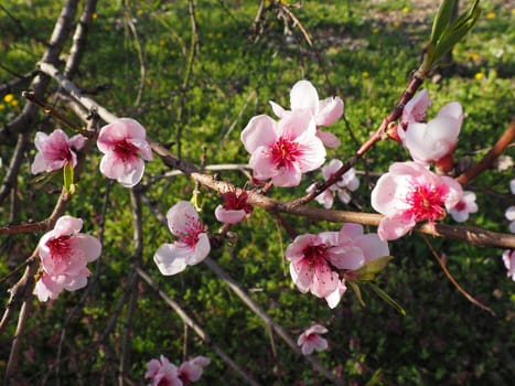 Apricot or peach branch with flowers in spring bloom. A buzzing bee is enjoying the lovely pink scenery. Pink purple spring flowers.