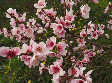 Apricot or peach branch with flowers in spring bloom. A buzzing bee is enjoying the lovely pink scenery. Pink purple spring flowers.
